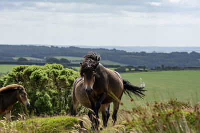 Exmoor pony