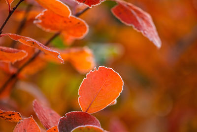 Close-up of orange leaves on plant during autumn