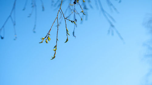 Low angle view of plant against blue sky