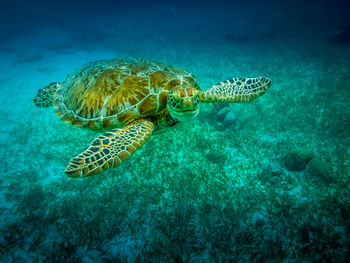 Close-up of turtle swimming in sea