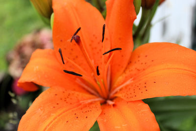 Close-up of orange lily