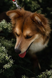 Close-up of dog looking away