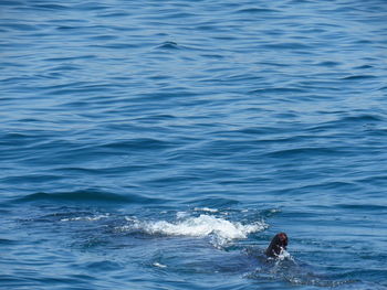 Man swimming in sea