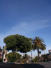 Palm trees by road against clear sky