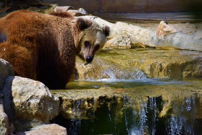 View of sheep in water at zoo