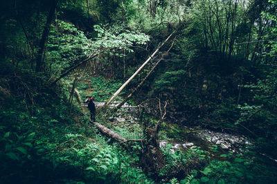 Man walking in forest