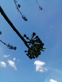 Low angle view of flowering plant against blue sky