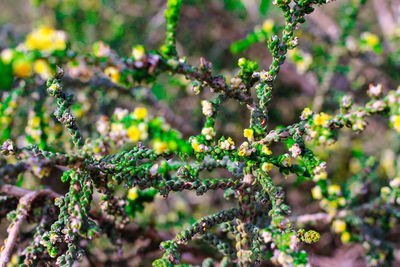 Close-up of flowering plant against tree