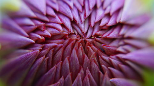 Macro shot of pink flower