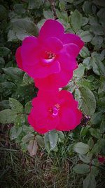 Close-up of pink rose