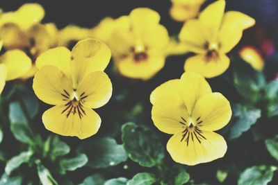 Close-up of yellow flowers blooming outdoors