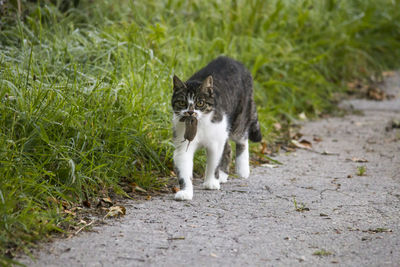 Portrait of cat with rat in mouth on footpath