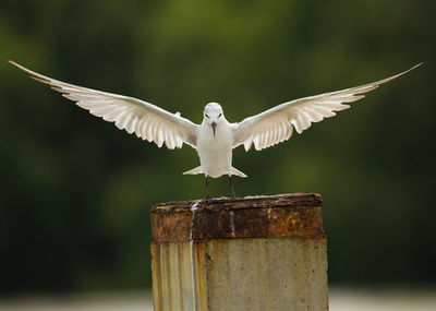 Close-up of bird flying