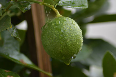 Close-up of raindrops on plant