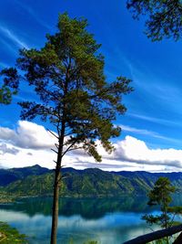 Tree by lake against blue sky