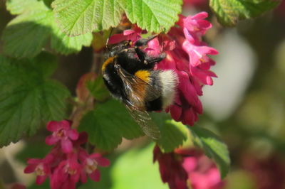 Close-up of insect on pink flower