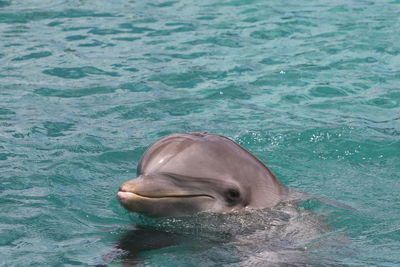Cute dolphin swimming