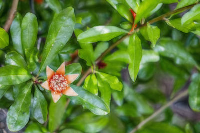 Close-up of red flowering plant