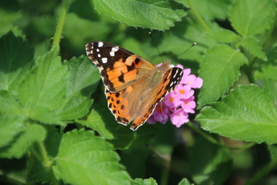 Close-up of butterfly pollinating on purple flower