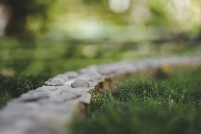 Close-up of lizard on grass