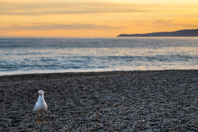 sea