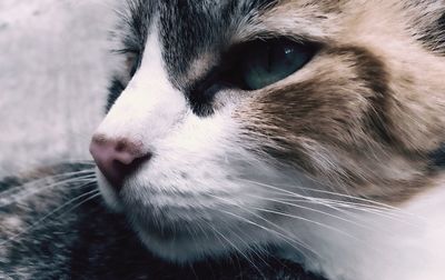 Close-up of cat looking away