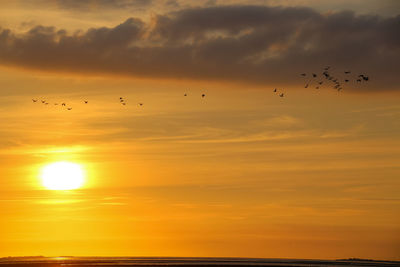 Silhouette birds flying over sea against orange sky