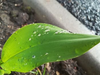 Close-up of raindrops on leaf