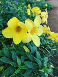 Close-up of yellow flowers blooming outdoors