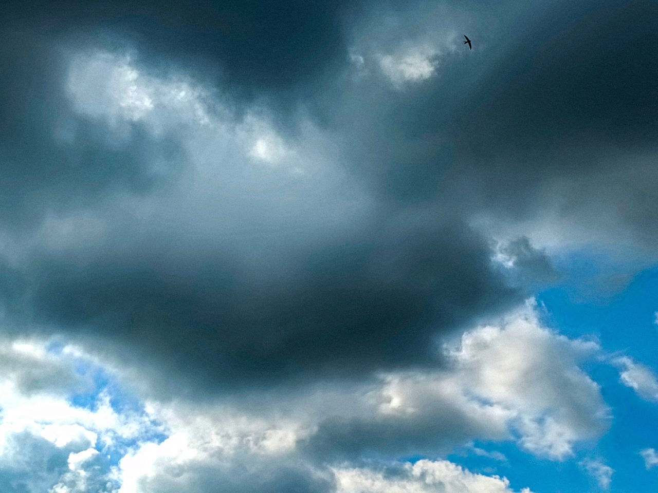 sky, cloud, flying, nature, storm, beauty in nature, blue, cloudscape, no people, daytime, dramatic sky, storm cloud, mid-air, environment, outdoors, low angle view, overcast, scenics - nature, sunlight, day, thunderstorm, animal, animal themes, backgrounds