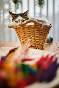 Cat sitting in basket at home