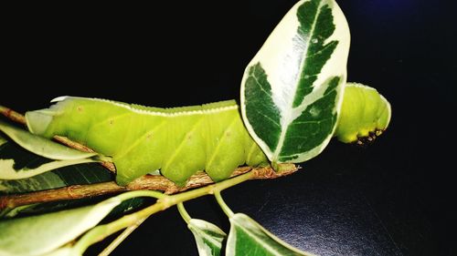 Close-up of green leaves over black background