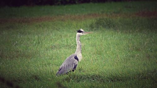 View of a bird on a field