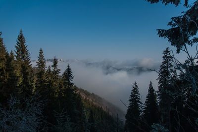 Trees in forest against sky