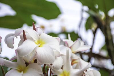 Close-up of white flowering plants in park