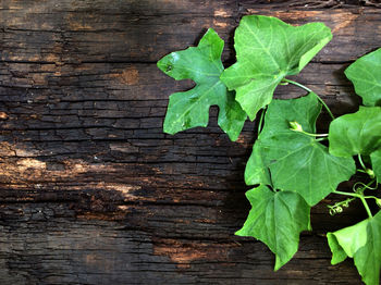 Leaves on plant