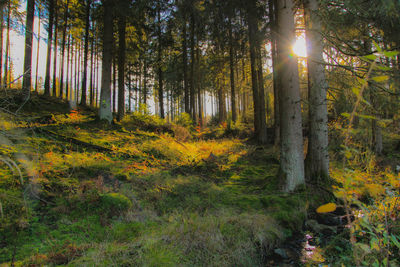 Trees in forest during autumn