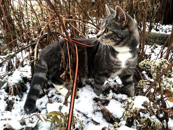 Cat standing on snow covered land