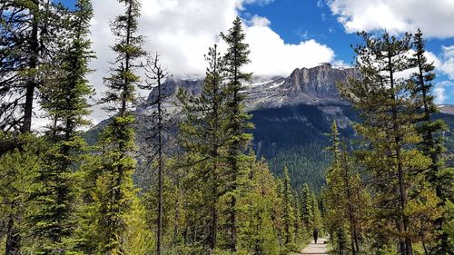 Panoramic view of pine trees against sky