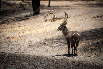 Male common waterbuck stands on bare earth