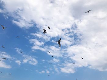 Low angle view of birds flying in sky