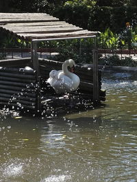 Swan swimming in a lake