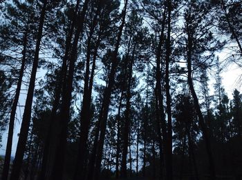 Low angle view of trees against sky