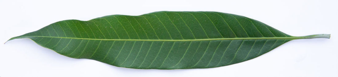 High angle view of green leaves over white background