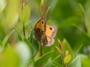 Close-up of butterfly perching on plant