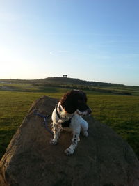 Dog standing on grassy field