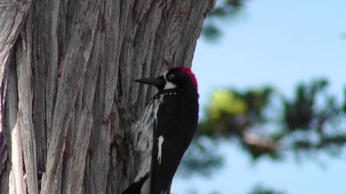 Close-up of bird perching on tree trunk