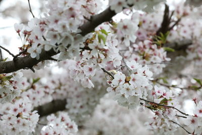 Close-up of cherry blossom tree