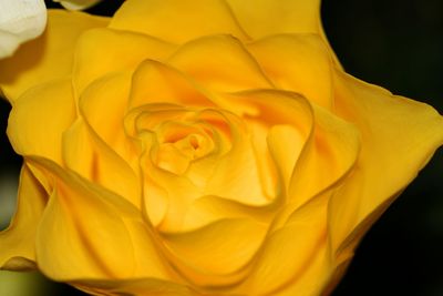 Close-up of yellow rose