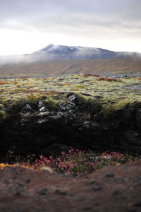 Landscape with mountain range in background